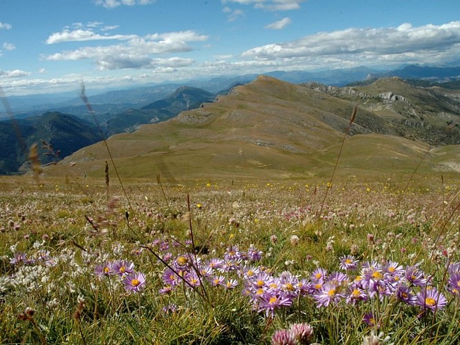 Floraison d'Asters sur le Chiran