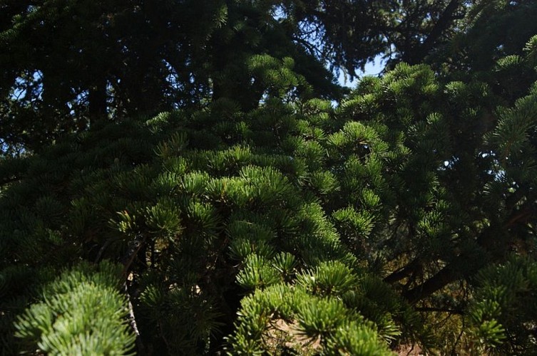 Branches de cèdre