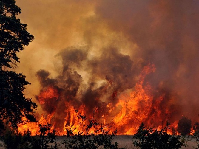 Incendie de forêt