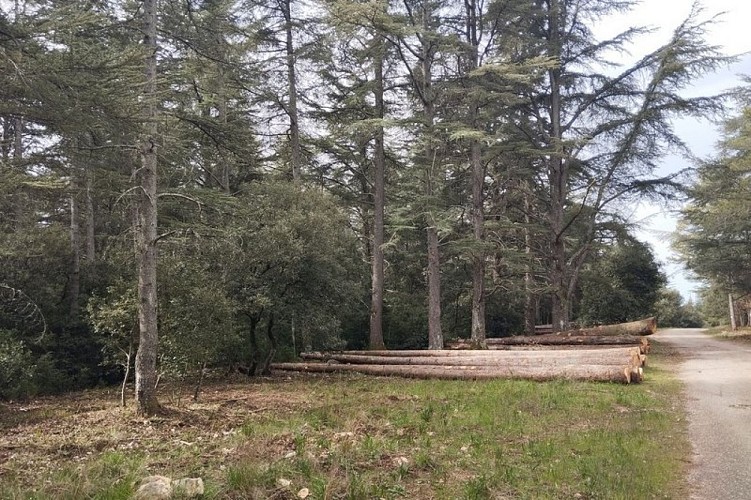 Coupe de cèdres de l'ONF