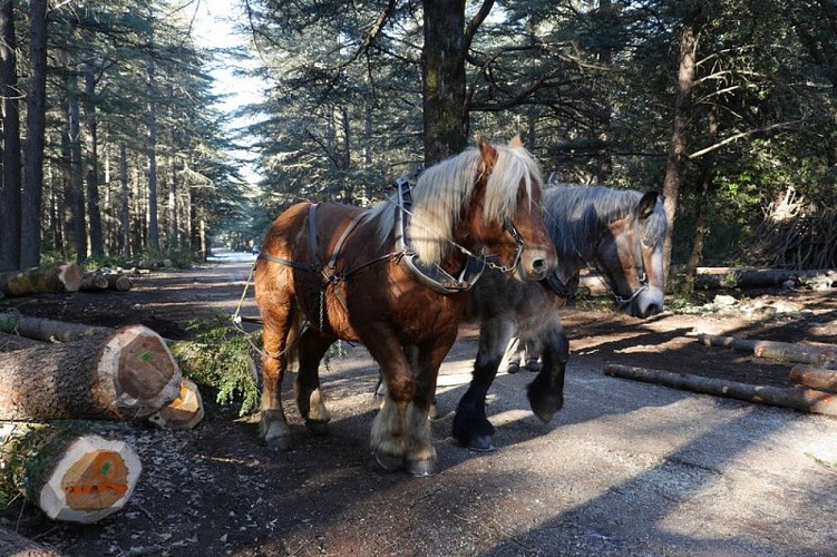Débardage à cheval
