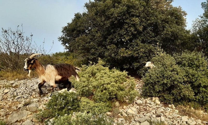 Chèvre provençale