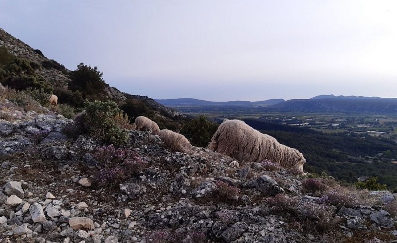 Troupeau sur le Petit Luberon