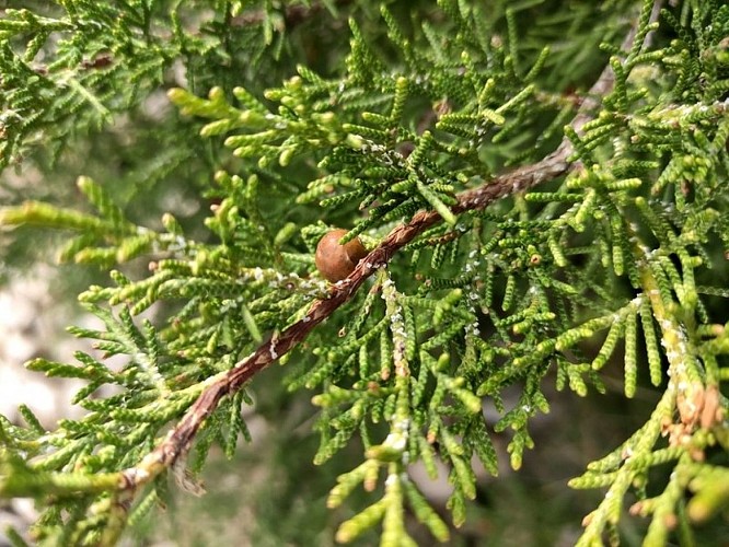 Genévrier de Phénicie