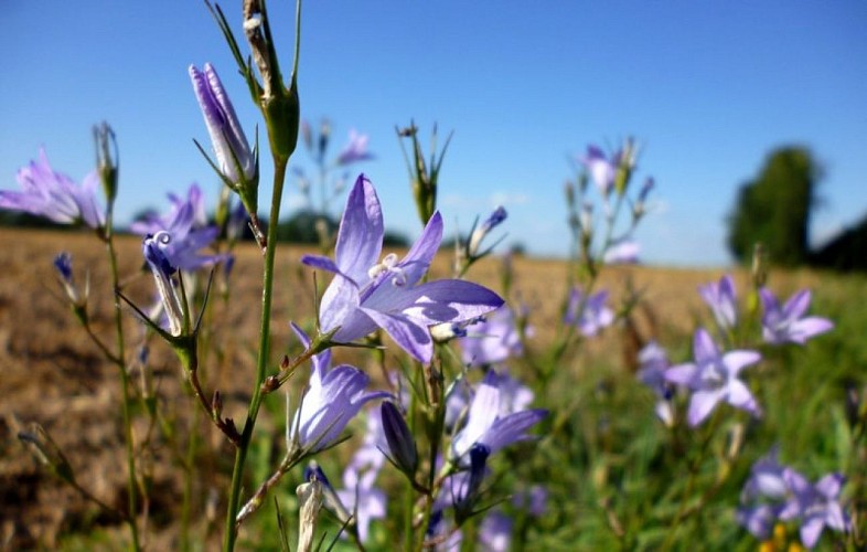 Campanule raiponce
