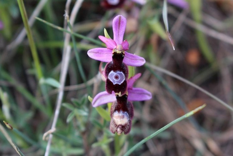 Ophrys de sarato