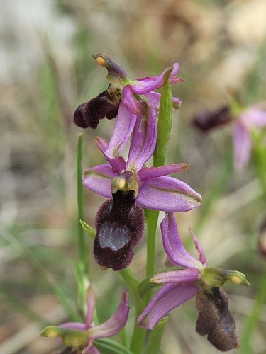 Ophrys de sarato