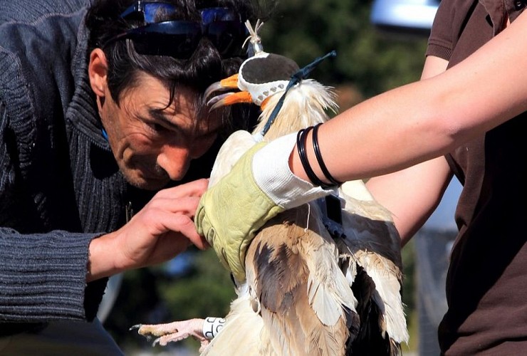 Baguage de Vautour percnoptère