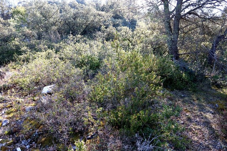 Garrigue