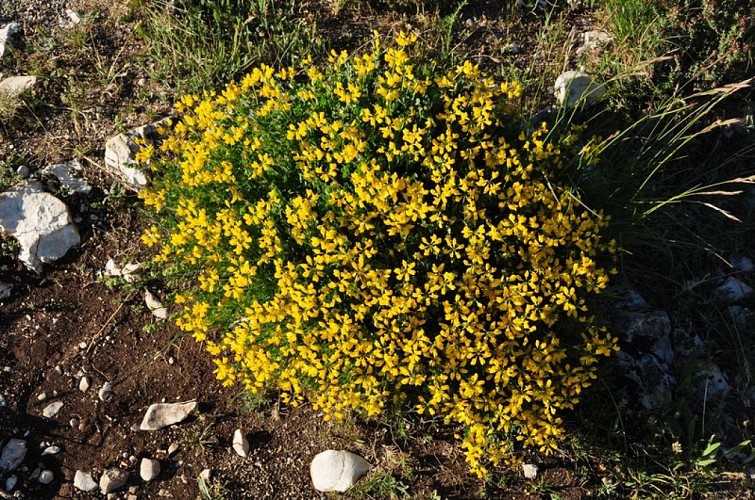 Exceptionnelles pelouses des crêtes