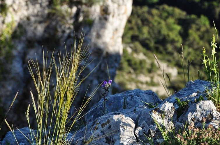 Exceptionnelles pelouses des crêtes