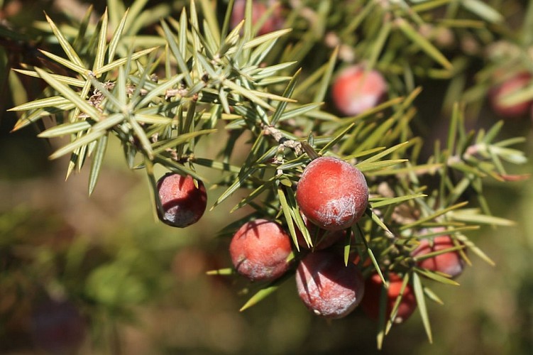 Baies et aiguilles de cade