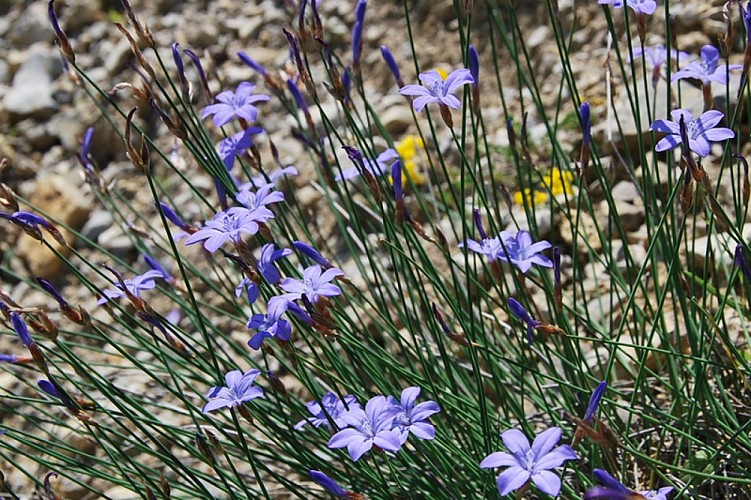 Aphyllante de Montpellier en fleur