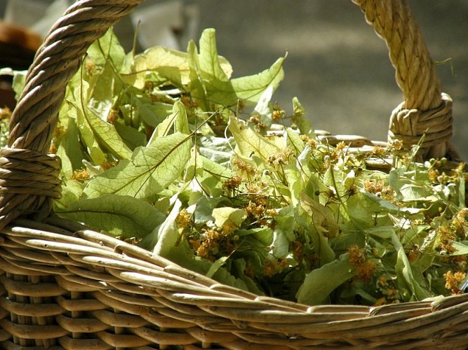 Tilleul officinal des Baronnies