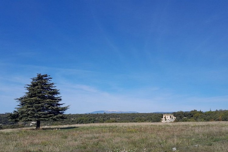 Le Mont-Ventoux depuis le cimetière de Buoux