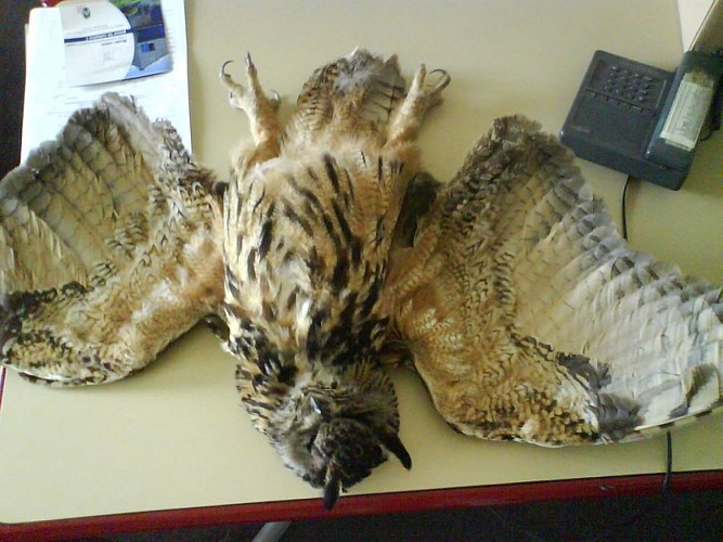 Centre de sauvegarde de la faune sauvage