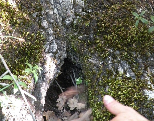 Insectes et cavité en pied de chêne