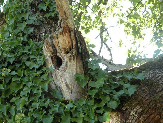 Cavité dans un chêne âgé