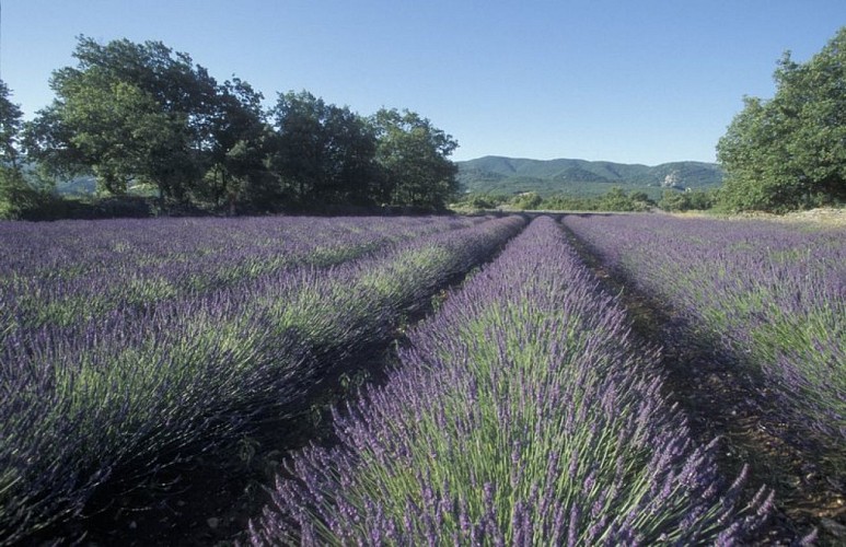 Culture de lavandin