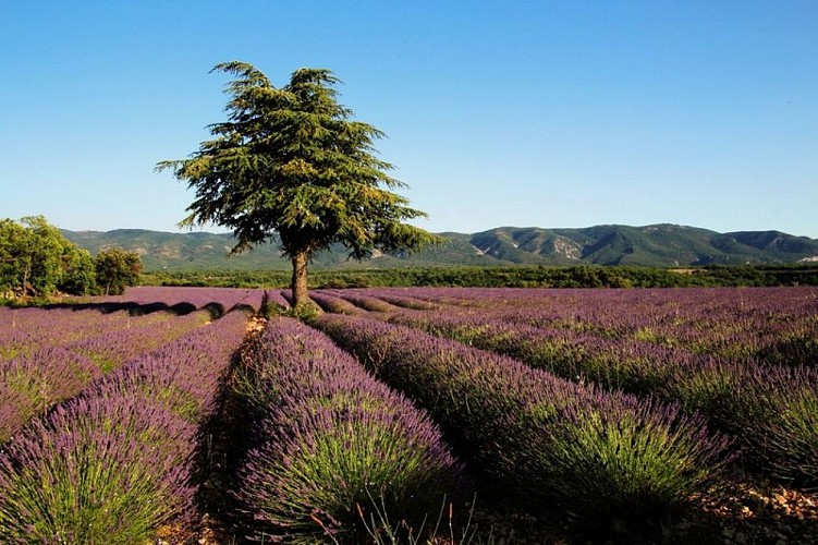 Lavandin, cèdre et Grand Luberon