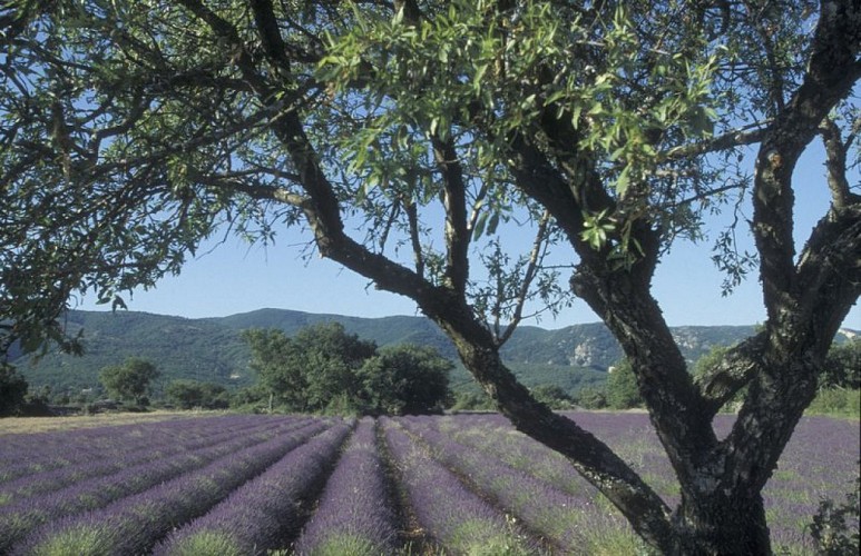 Lavandin du plateau des Claparèdes