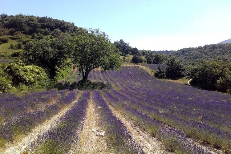 Plateau des Claparèdes