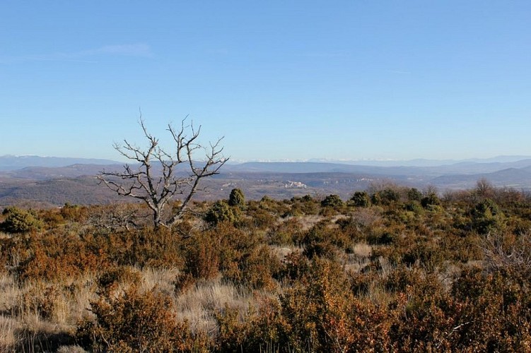 Plateau des Claparèdes et Alpes de Haute-Provence