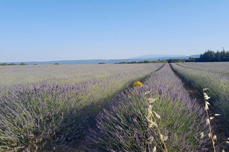 Plateau des Claparèdes et Mont Ventoux