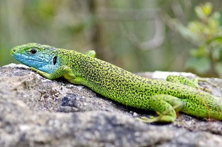 Lézard ocellé