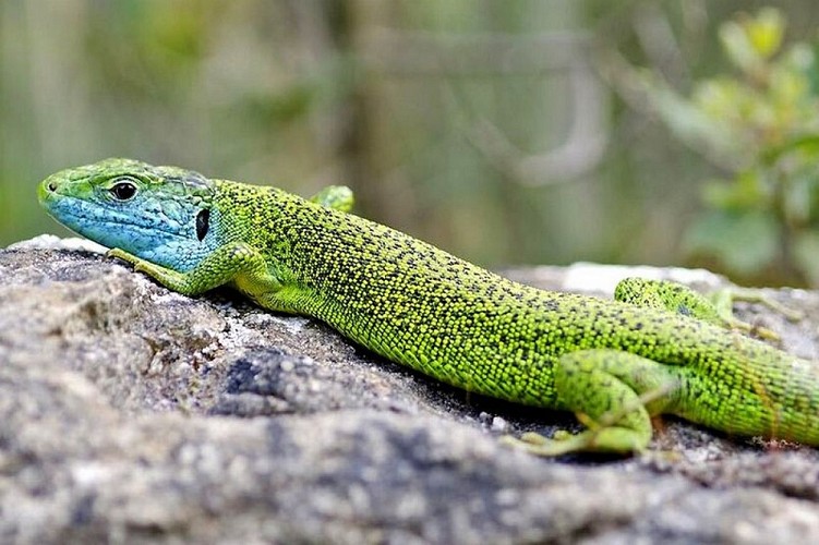 Lézard ocelé