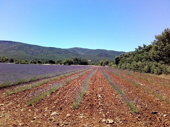 Une plantation bien orchestrée !