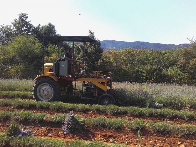 Récolte mécanisée en bottes
