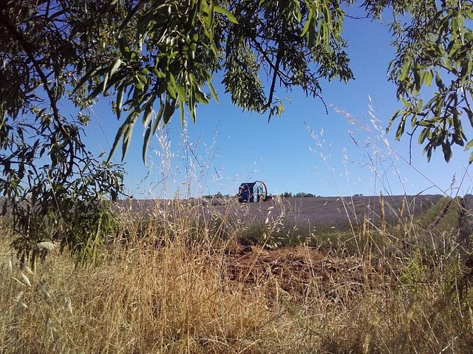 Récolte mécanisée par broyage