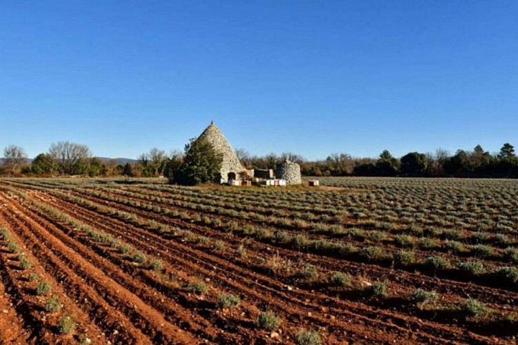 La borie entourée de lavadin