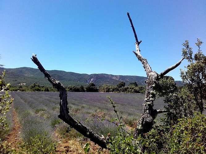 Culture de Lavandins sur les Claparèdes