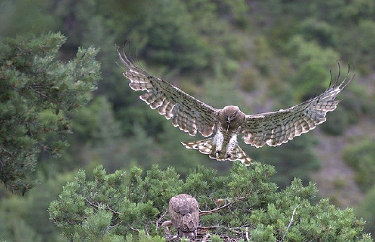 Circaète ramenant le repas au nid