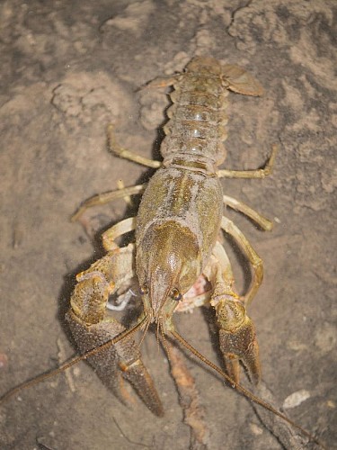 Ecrevisse à pattes blanches