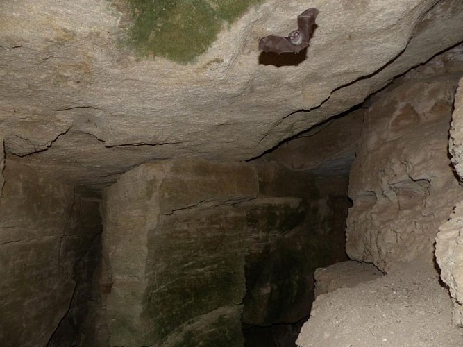 Rhinolophe en vol dans une grotte