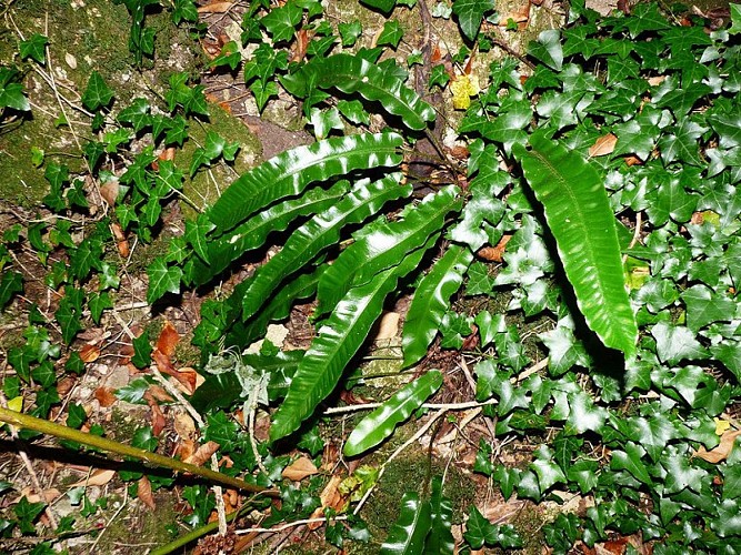 Fougère scolopendre