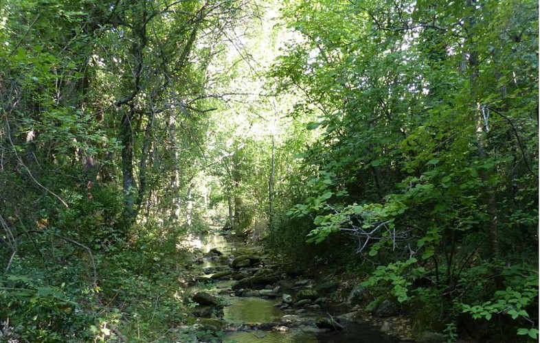 Forêt au bord de l'Aiguebrun