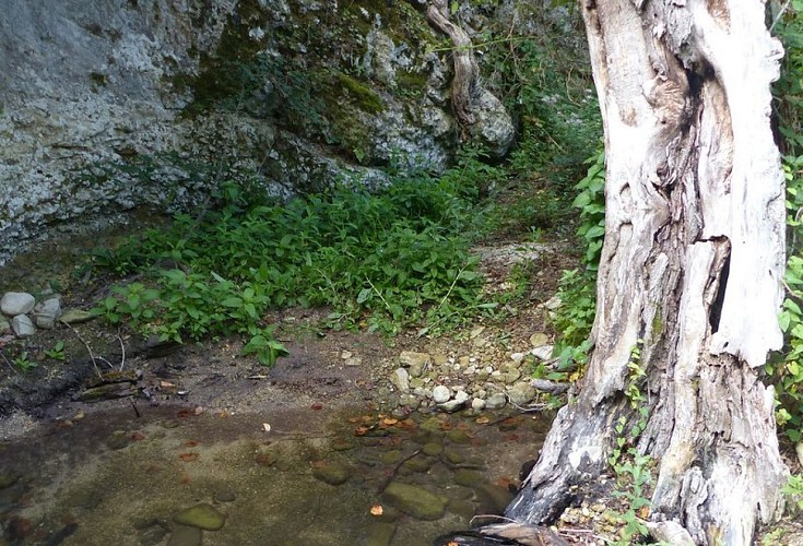 Forêt au bord de l'Aiguebrun