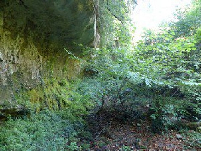 Forêt pied de paroi