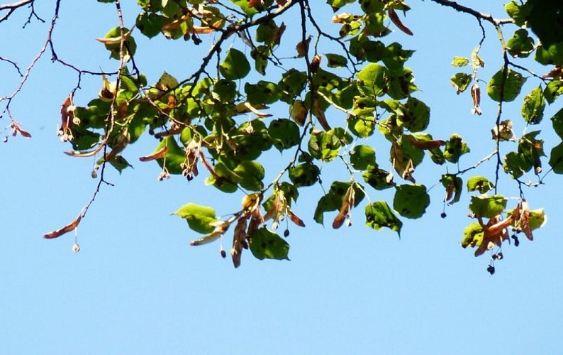 Tilleul à larges feuilles