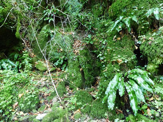 Fougère Scolopendre habitat