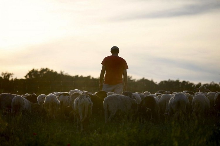 Troupeau de moutons et son berger