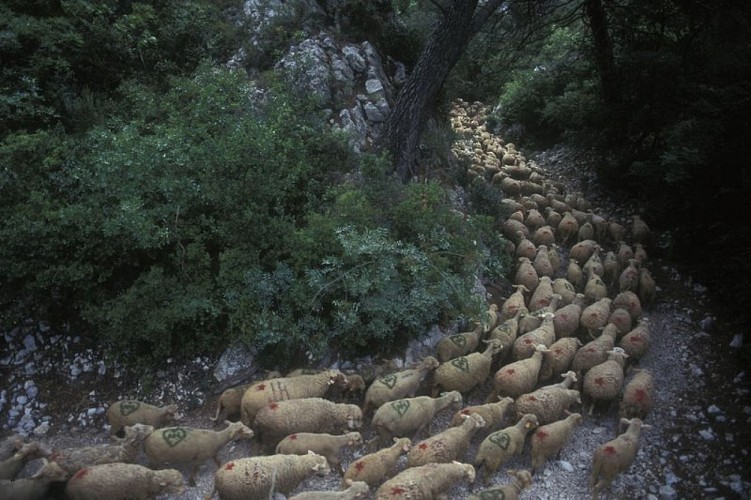 Convoi de moutons !