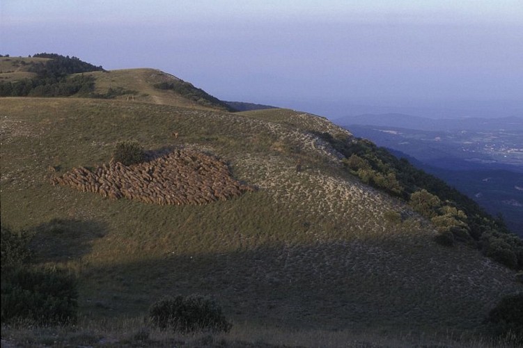 Troupeu sur les crêtes du Grand Luberon