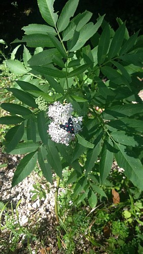 Zigène prairie de l'Aiguebrun