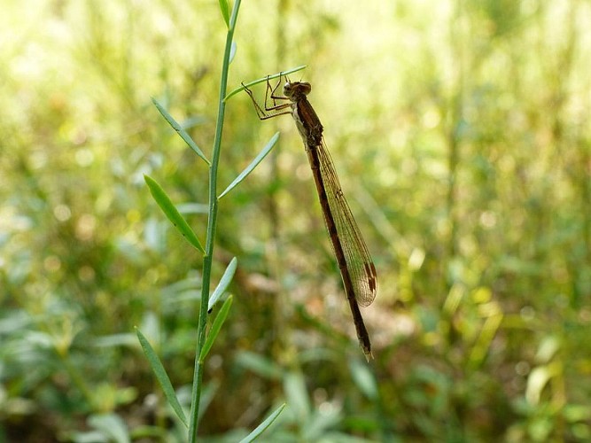 Libellule au bord de L'Aiguebrun