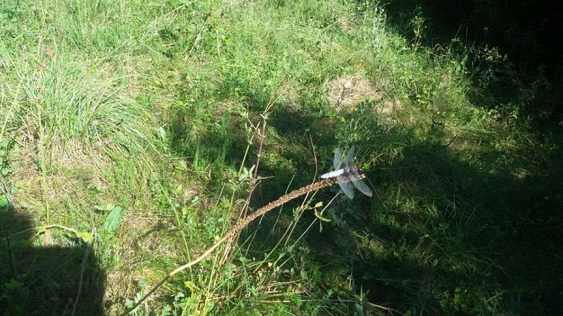Libellule au bord de L'Aiguebrun